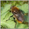 Merodon equestris - Narzissenschwebfliege 20.jpg